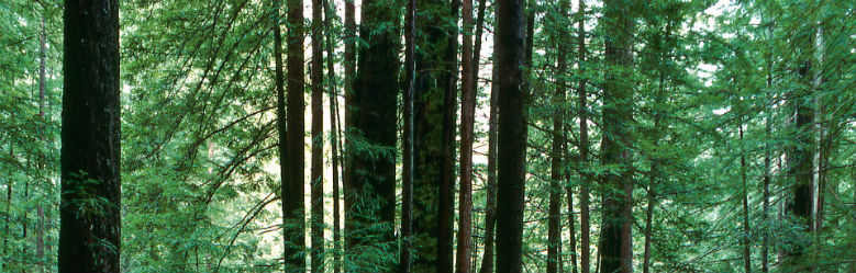 Redwood trees at UCSC